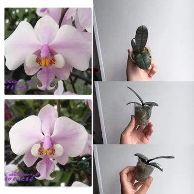 Японские орхидеи