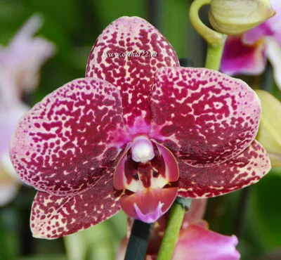 Азиатский Коралл и другие спецсорта орхидей ✾ Орхидеи Купить Киев