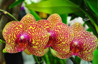 Азиатские орхидеи - 71 фото