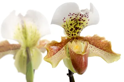 Азиатские орхидеи!!!: 7 000 тг. - Комнатные растения Семей на Olx