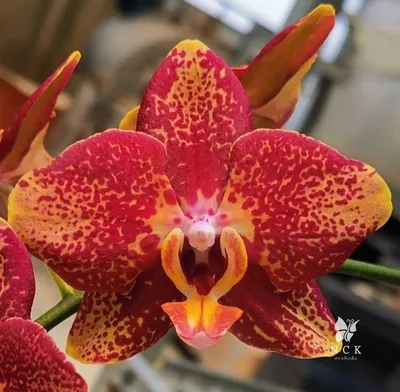 Орхидея Phalaenopsis Asian Dragon