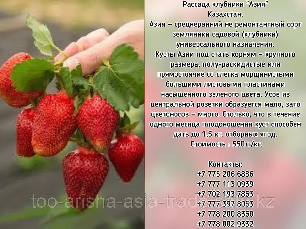 Клубника Азия Отзывы Садоводов Описание Фото