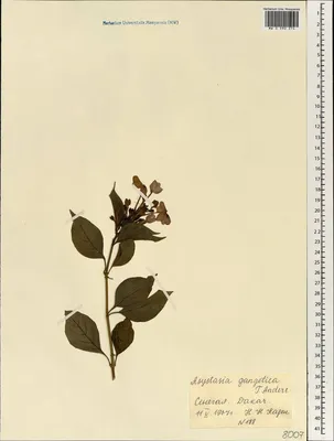 Азистазия белая - Комнатные растения Макеевка на DNR.RED