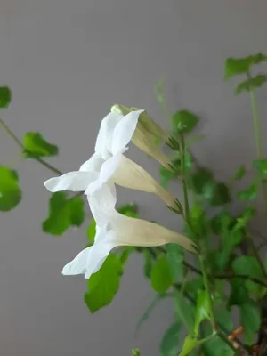 Азистазия Красивые растения для дома и сада - YouTube