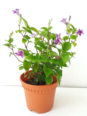 Азистазия гангская - Азистазия - Красивоцветущие растения - Комнатные  растения - GreenInfo.ru