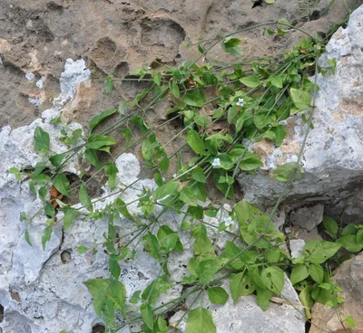 Наблюдение: Asystasia gangetica (L.) T.Anderson (Hervé Rey 16 окт. 2023 г.)  Полезные растения - Pl@ntNet identify