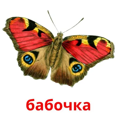 Медведь черных белых нашивок бабочки русский Стоковое Фото - изображение  насчитывающей нашивки, бабочка: 125542844