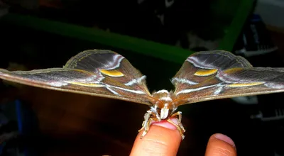 Висагинас: однокрылая бабочка, которая должна полететь » Литва на русском  языке (новости в Литве)