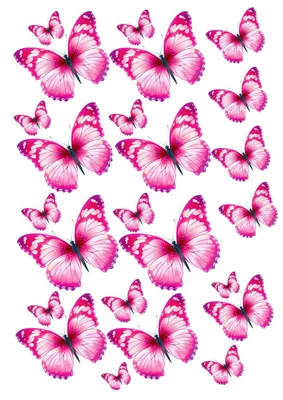 Бабочки картинки для печати фотографии