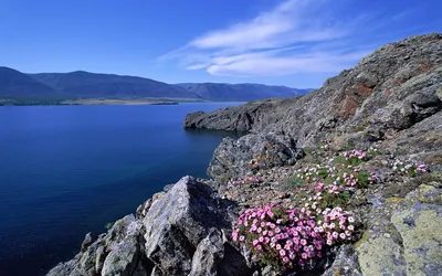 Цветение багульника на Байкале. Авторский тур | Большая Страна