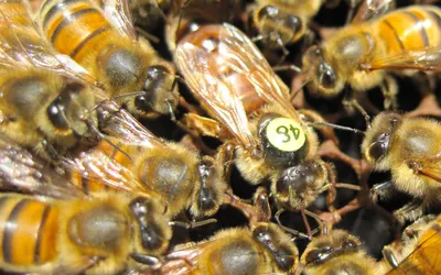 Бакфаст - что это за пчелы такие? | Bee Blog | Дзен