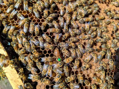 Легендарная Бакфаст - Производство и продажа пчелопакетов, пчелиных маток  Карника, Карпатка, Бакфаст.