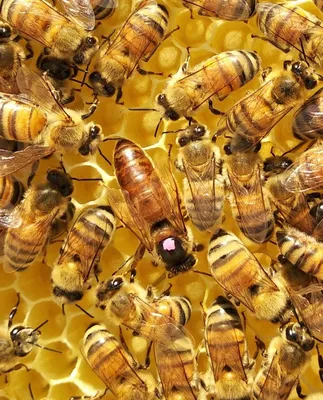 Пчеломатка Бакфаст купить в Москве | Склад Меда интернет магазин