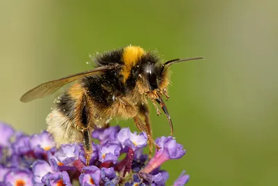 Пчела Бакфаст: характеристики пчелы вида Бакфаст ➤ Интернет-магазин  Vashapasika