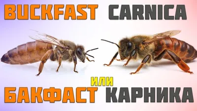 Бакфаст Беларусь - Производство и продажа пчелопакетов, пчелиных маток  Карника, Карпатка, Бакфаст.