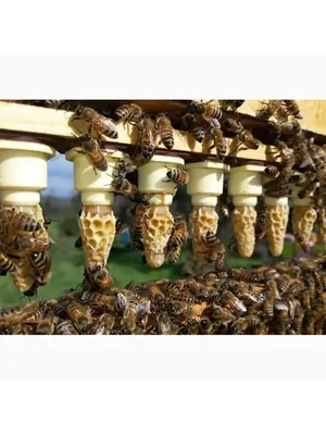 Матка \"Бакфаст\" плодная 2023: продажа, цена в Днепре. Пчеловодство от  \"Бджоляр-Днепр\" - 1217840639