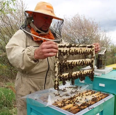 Как быстро развиваются Бакфаст и Карника весной. Насколько пчелы готовы к  медосбору с подсолнуха. - YouTube