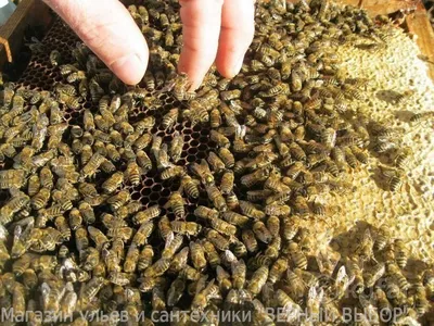 Темный Бакфаст B7 😉🤘 @... - Продажа пчелиных маток Бакфаст | Facebook