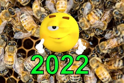 Купить пчелопакет бакфаст 4-рамочный (не старше 2022 года) по цене 6 500  руб.