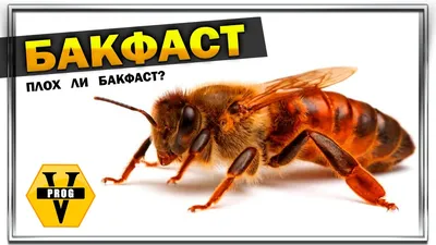 Бакфаст - пчелы, с которыми нужно поработать | Реальный Пчеловод | Дзен