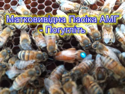 Темный Бакфаст B7 😉🤘 @... - Продажа пчелиных маток Бакфаст | Facebook