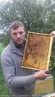 Пчелиная матка Бакфаст купить