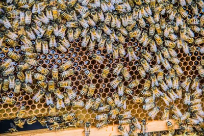 Архив Пчеломатки бакфаст, карника,пчелопакеты,пчелосемьи ✔️ 250 грн. ᐉ  Пчелопакеты в Кривом Роге на BON.ua 89848724