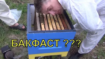 Бджолопакети, Бджолосім'ї Бакфаст, Племінні Бджоломатки Бакфаст Україна |  Zhytomyr