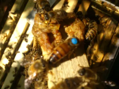 Пчеломатка Бакфаст • всё для пасеки и пчеловодства