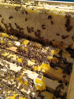Породистые матки Бакфаст на Вайлдберриз | Начинающий пчеловод, не трутень!  | Дзен