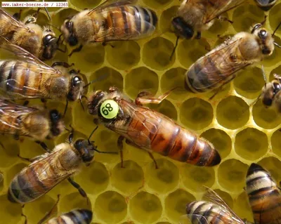 Племенные пчеломатки Бакфаст из Германии - Производство и продажа  пчелопакетов, пчелиных маток Карника, Карпатка, Бакфаст.