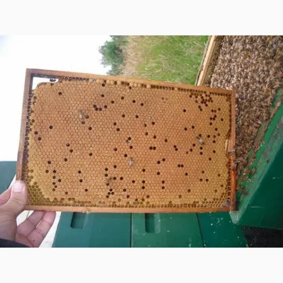 Плодная матка “Бакфаст” F1 – Beecity Магазин пчеловодства