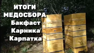 Матки Бакфаст Плодные пчеломатки Матка Ф0 ИО или островная Б306АМГ  бджоломатки (ID#1539958843), цена: 2200 ₴, купить на Prom.ua