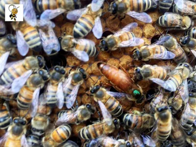 Матки Бакфаст Плодные пчеломатки Б33АМГ бджоломатки (ID#1539957271), цена:  400 ₴, купить на Prom.ua