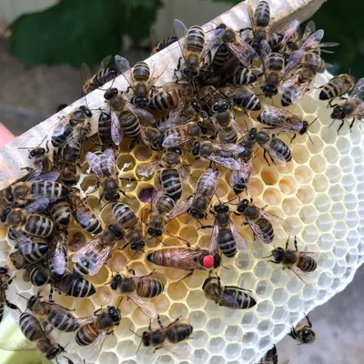 Пчелиные матки Бакфаст - Производство и продажа пчелопакетов, пчелиных  маток Карника, Карпатка, Бакфаст.