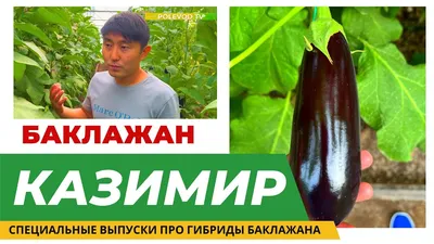 Баклажан Мадалена F1 / Madalena F1 20 семян (Vilmorin) | Интернет магазин  Агро-Качество