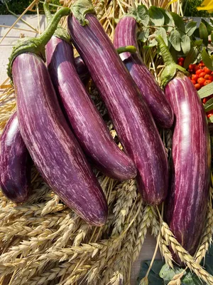 Баклажан овощей Aubergine изолировать фиолетовый сквош Иллюстрация вектора  - иллюстрации насчитывающей цвет, заедк: 193910285