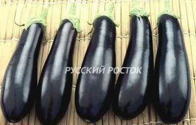 Семена ГАВРИШ Баклажан Рома F1 5 шт. (Саката) 10718124 - выгодная цена,  отзывы, характеристики, фото - купить в Москве и РФ