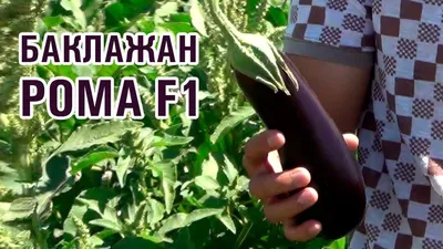 Семена овощей :: Баклажан :: Баклажан Навал F1