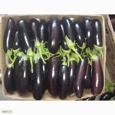 Баклажан Рома F1 50 семян купить по выгодной цене в интернет-магазине