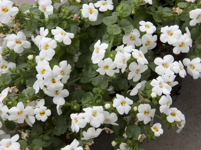 Бакопа мегакрупная (White) белая