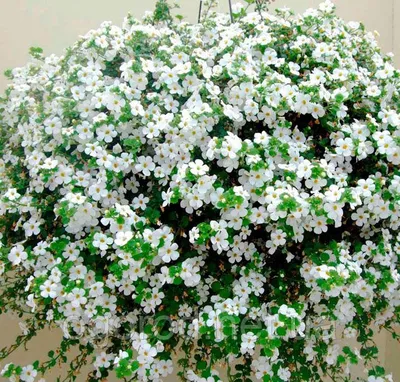 Bacopa Big Falls™ White - Moss Greenhouses