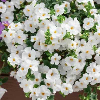 Bacopa | Calypso Jumbo White | Bloomfield Garden Center
