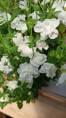 бакопа черенки, бакопа ампельная
