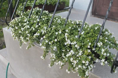 Бакопа махровая 'Double Snowball White' ⋆ Cvetovod86