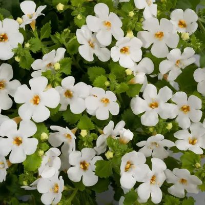 This is an ideal gift for family - cheap Roots Plants Bacopa 'Megacopa  White' Jumbo Plug Plants