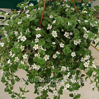 Bacopa hanging basket hi-res stock photography and images - Alamy