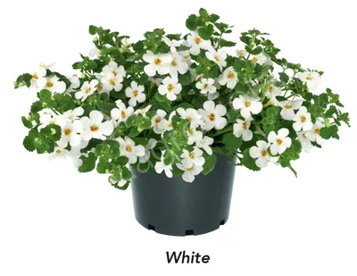 White bacopa hi-res stock photography and images - Alamy