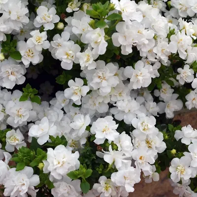 Snowtopia® Bacopa Seeds | Park Seed