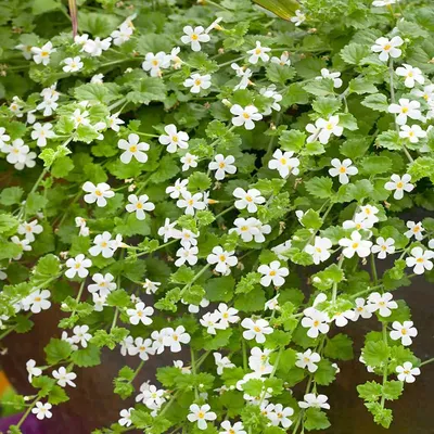 1010 Бакопа MEGACOPA WHITE (Осень 23) - купить в Москве в интернет-магазине